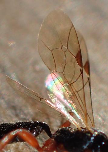 Stenodontus sp.